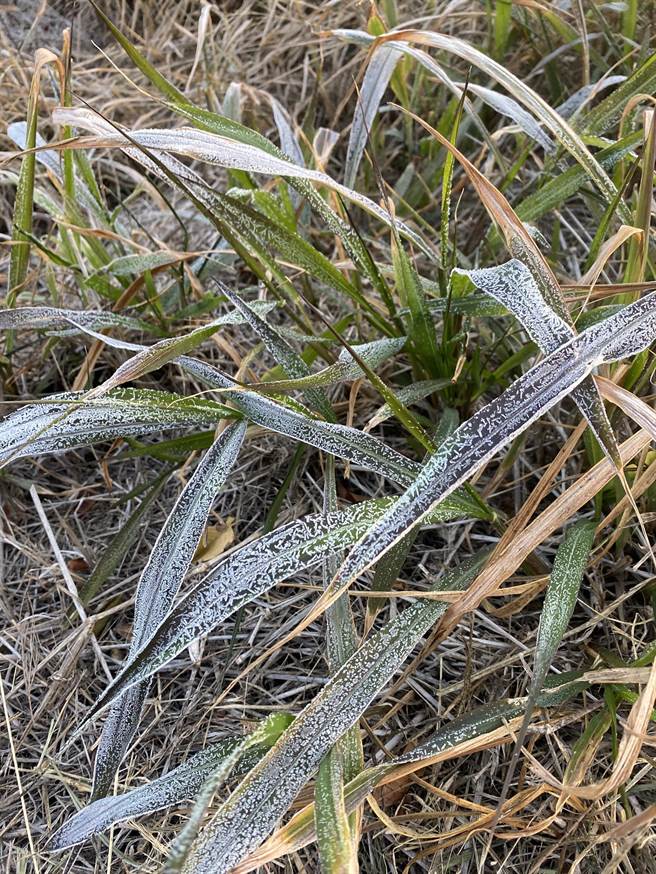 强烈寒流袭台，外岛金门今天清晨出现摄氏3.9度，入冬以来最低的气温，迎风面田间植物、车辆玻璃都结霜。（民眾提供）
