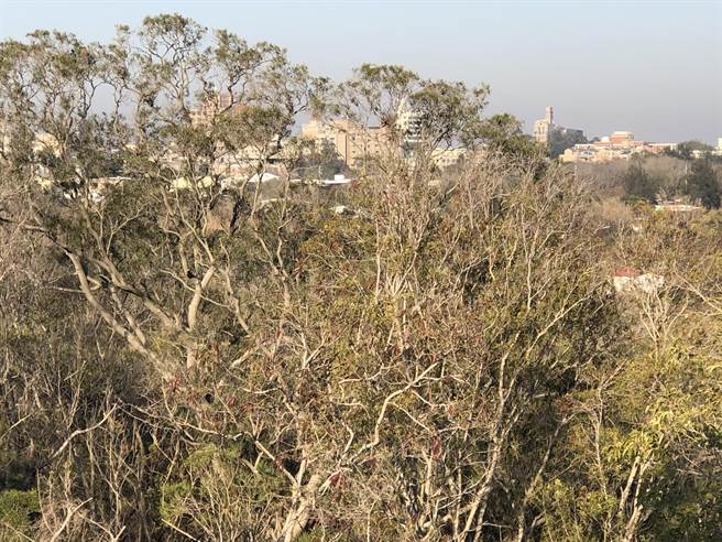 清晨太阳出来以后，树枝白霜跟着快速消失。（李金生摄）