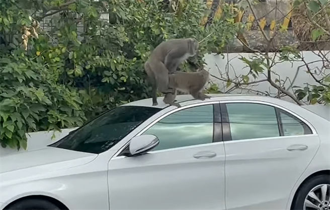 高雄市柴山附近12日民眾目击，台湾猕猴爬上宾士交配，在车顶上留下精液与粪便。（脸书社团《爆废公社》／苏育宣翻摄）