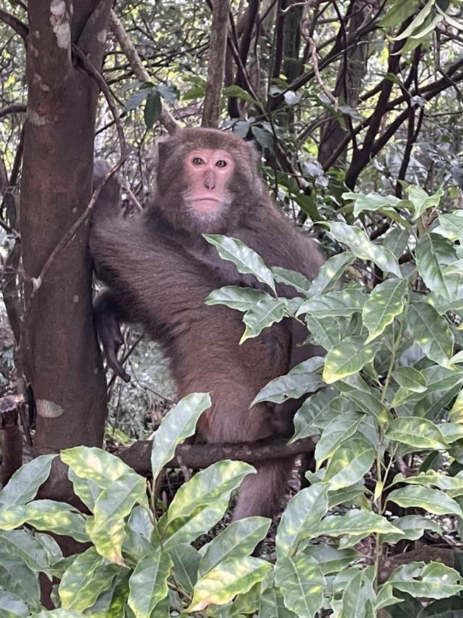 全台野生猕猴肆虐危害农作物，让农民咬牙切齿，图为阳明山上的野生猕猴。（读者谢先生提供）