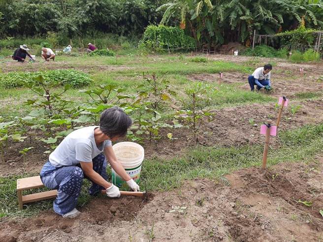 台南社大关注友善土地的生活方式，开设城市农夫等恢復地力的耕种方法，为缺粮做准备。（社大提供／李宜杰台南传真）
