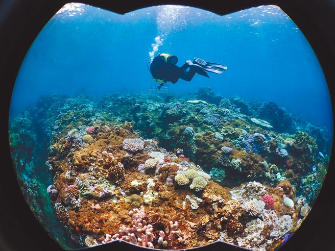 2020年7月30日的小琉球珊瑚白化调查，发现珊瑚及珊瑚礁白化十分严重。（郭兆扬提供／李柏澔台北传真）