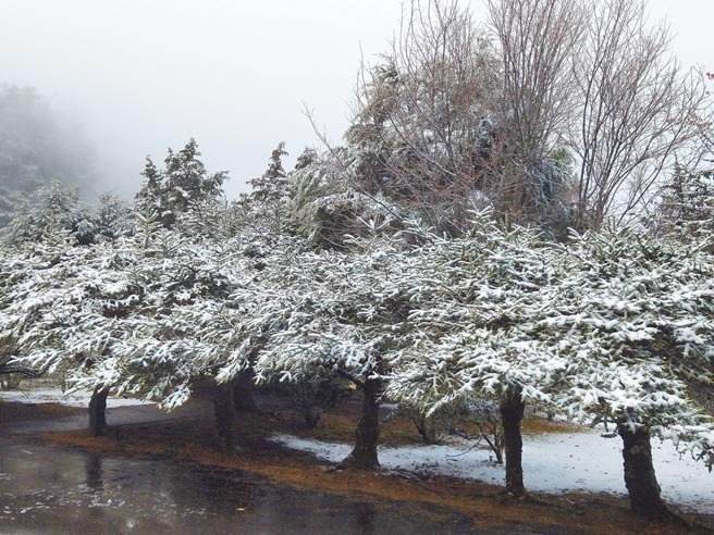 大雪山國家森林遊樂區內海拔約2600公尺的小雪山資訊站降下初雪，片片雪花染白冷杉綠樹。（東勢林管處提供／王文吉台中傳真）