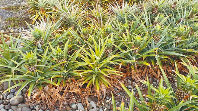 連續低溫，富興村的鳳梨花出現凍傷，若氣溫回升，受凍鳳梨花將出現腐爛。（農友提供／王志偉花蓮傳真）