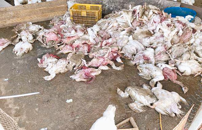 平镇某畜牧场约700只鹅不明原因死亡，仍待检验调查。（姜霏摄）