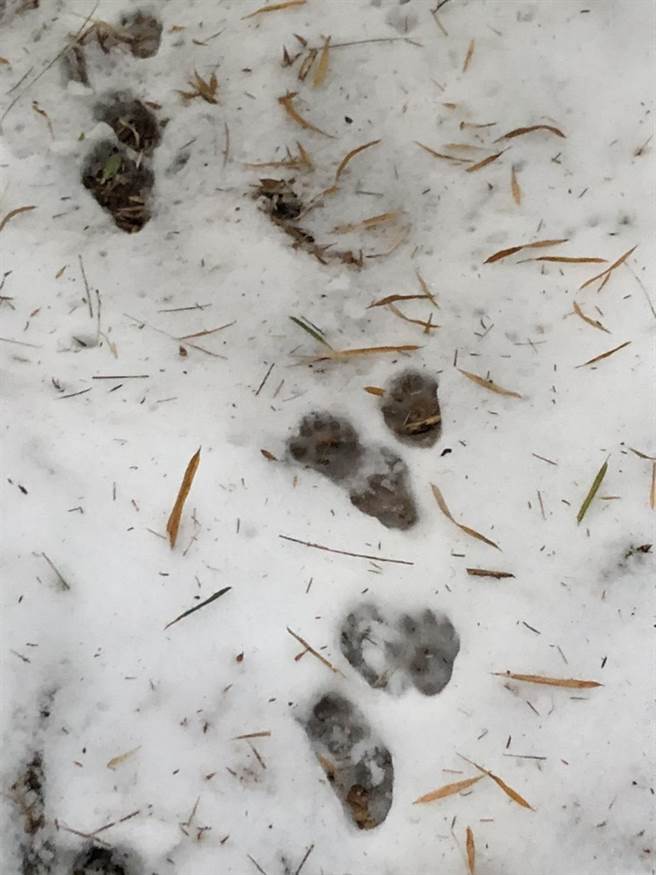 搜救人员寻找白姑大山失联男子，周边可见雪中黑熊足印。（台中市消防局提供／陈淑娥台中传真）
