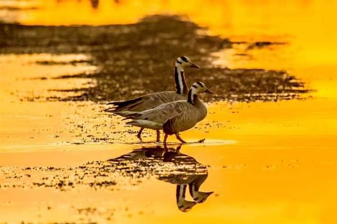 飞行高度可超过8800公尺的斑头雁，首次在台湾现身。（赖姓鸟友提供／胡健森宜兰传真）