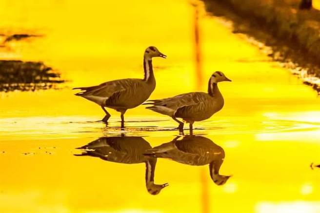  飞行高度可超过8800公尺的斑头雁，首次在台湾现身。（赖姓鸟友提供／胡健森宜兰传真）