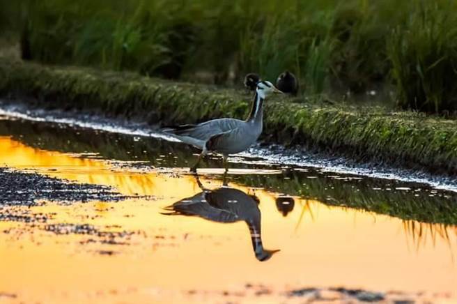  飞行高度可超过8800公尺的斑头雁，首次在台湾现身。（赖姓鸟友提供／胡健森宜兰传真）