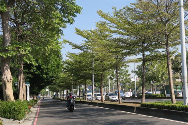 高雄市翠华路安全岛种植152棵小叶榄仁，落果期时常害路过骑士滑倒。（森林城市协会提供／袁庭尧高雄传真）