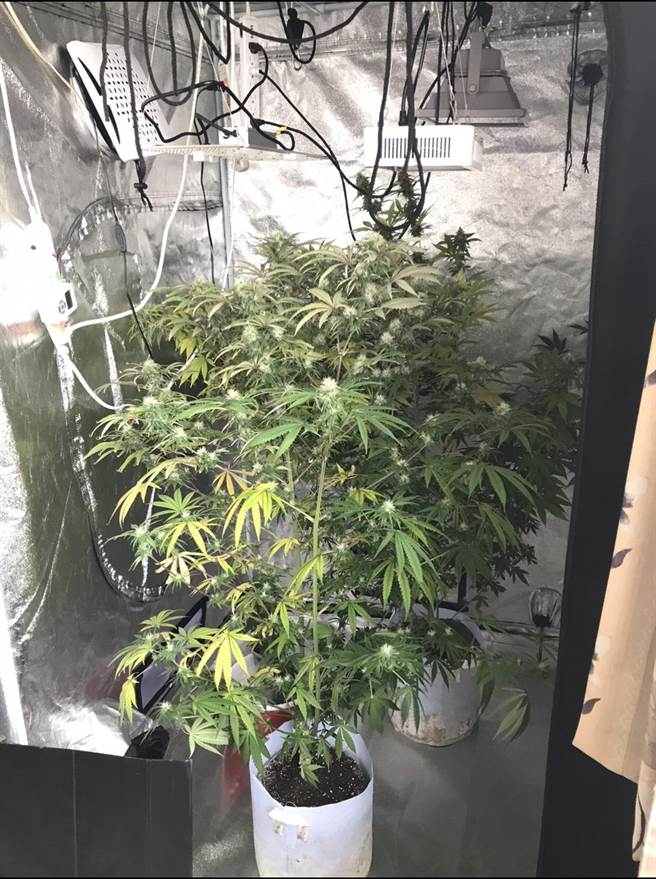 綽號「小鄭」的男子遊學歸國，在家當自耕農，種起大麻自嗨。（柯宗緯翻攝）
