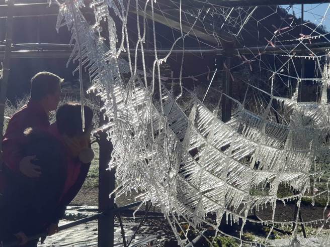 连日持续低温，武陵农场小冰宫每天都有惊喜，出现水晶网奇景。（武陵农场提供／陈淑娥台中传真）