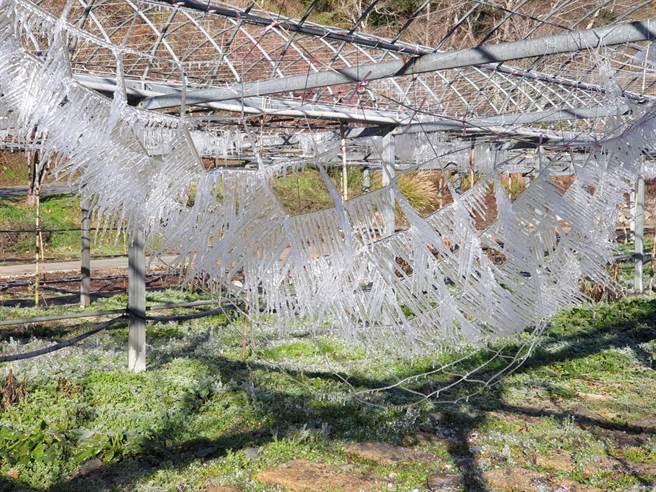 连日持续低温，武陵农场小冰宫每天都有惊喜，出现水晶网奇景。（武陵农场提供／陈淑娥台中传真）