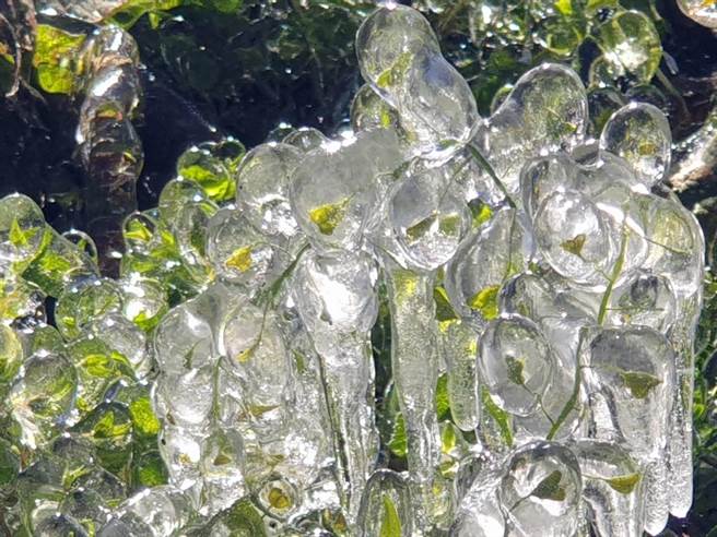 武陵农场连日持续低温，植物都结冰了。（武陵农场提供／陈淑娥台中传真）