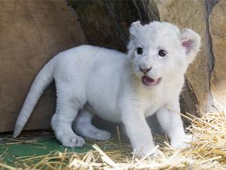 罕見白獅幼崽被盯上 母獅護子秒變臉 大戰流浪公獅
