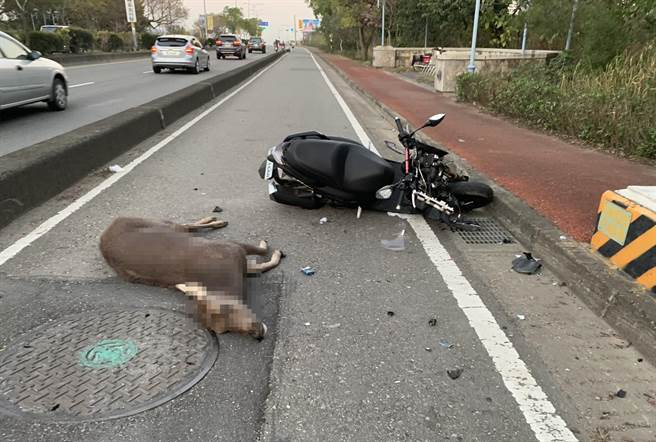 彰化东外环，44岁张姓汽车驾驶先撞到一头水鹿，40岁黄姓女驾驶復撞击二次，22岁王姓机车骑士再三次撞击 ，水鹿死亡，骑士受伤送医。（彰化警分局提供／吴敏菁彰化传真）