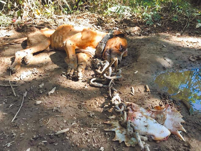 桃园市龙潭区高平里一处偏僻树林，10只比特犬遭栓铁炼固定行走范围，仅靠破烂塑胶遮风避雨、生鸡头果腹，周边还有4具狗尸，惨不忍赌。（翻摄照片／黄婉婷桃园传真）