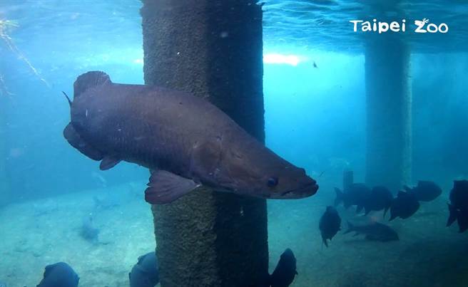 臺北市立动物园里热带雨林室内馆的保育员，每天必须定期潜入水中清洁，而过程也暗藏危险，其中象鱼若是被吓到，瞬间扭动身体的力道，足以打断人类骨头。(图/臺北市立动物园提供)