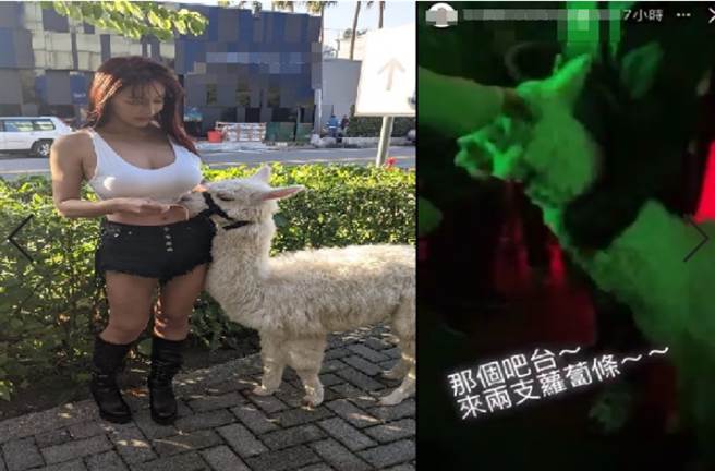 辣妹草泥马同场热舞 台中夜店才因咸湿演出挨罚 宣传又惹争议(翻摄 业者脸书 IG)