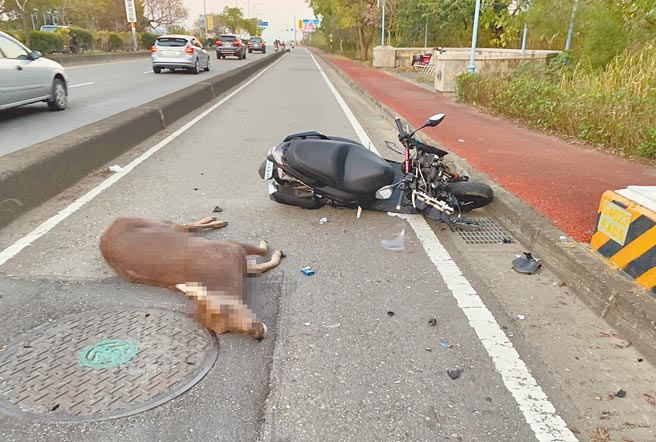 彰化市東外環，兩轎車接連撞上水鹿，22歲王姓機車騎士再第3次撞擊，水鹿死亡、騎士受傷送醫。（彰化警分局提供／吳敏菁彰化傳真）