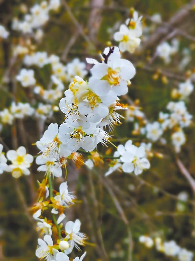 花莲天祥的梅花绽放。（太鲁阁晶英酒店提供／王志伟花莲传真）