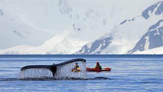 16公尺巨鯨突靠近海中小艇 下秒反應眾人驚呼