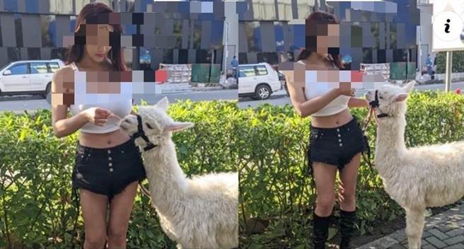 台中市南屯区一家夜店被网友拍到以被称为「草泥马」的羊驼，遭质疑虐待动物。（摘自夜店脸书、卢金足台中传真）