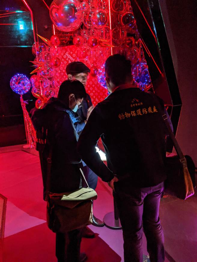 台中市动物保护防疫处17日凌晨稽查，发现可怜羊驼竟在夜店外侧角落打瞌睡，当场对业者开出劝导单。（卢金足摄）