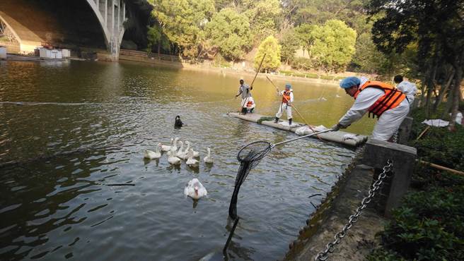 家畜所人员依规定执行扑杀作业。（翻摄照片／张亦惠嘉县传真）