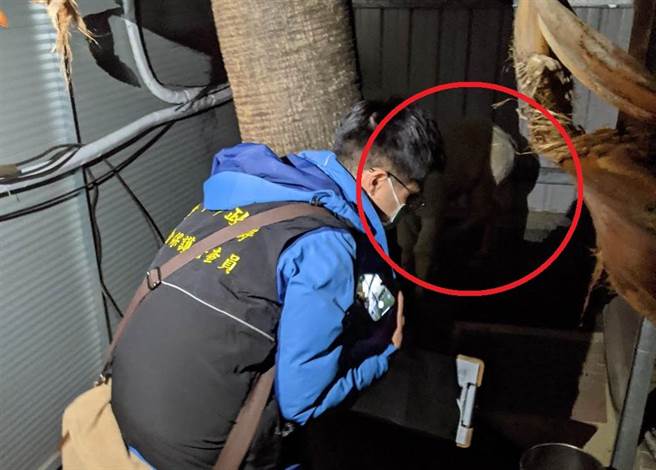 台中市府动保处17日表示，南屯区一家夜店外第羊驼经派员稽查，今早羊驼已带离原饲养空间，后续将函请饲主到案说明去向。（卢金足摄）