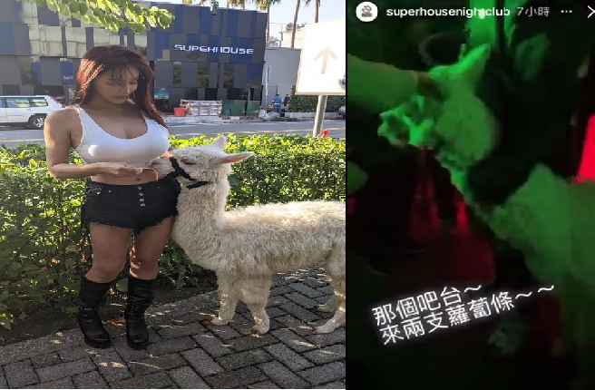 关切夜店羊驼安全 中市动保局：函请饲主到案说明(翻摄 业者脸书、IG)

