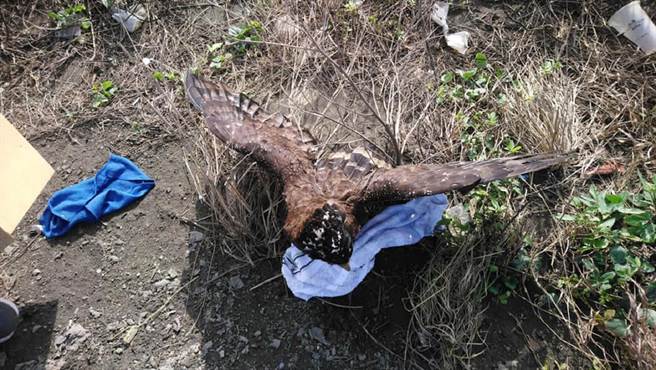 云林县麦寮乡浊水溪口风力发电机旁发现骨折大冠鹫，抢救后仍不治。（麦仔簝文化协会提供／张朝欣云林传真）