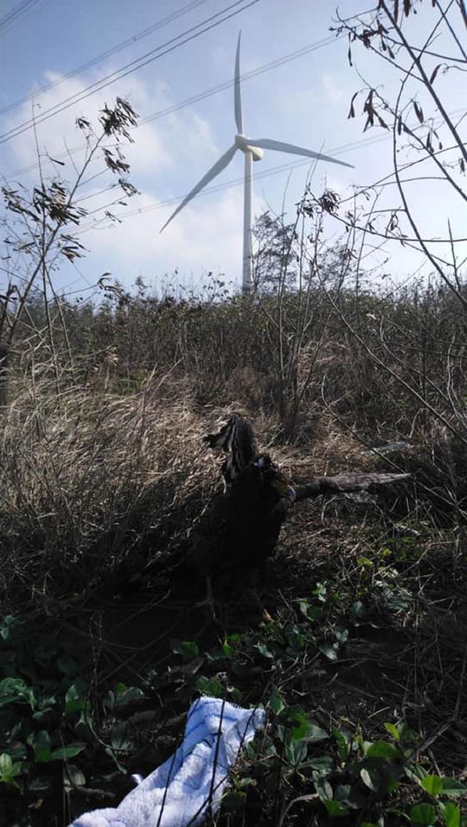 云林县麦寮乡浊水溪口风力发电机旁发现骨折大冠鹫，抢救后仍不治。（麦仔簝文化协会提供／张朝欣云林传真）