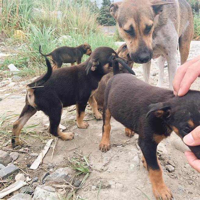 花莲县府农业处推估目前县内浪犬数约1万只，且1万只无主犬只却仅绝育95只，多位县议员屡次要求县府解决浪犬比例逐年增加问题。（罗亦晽摄）