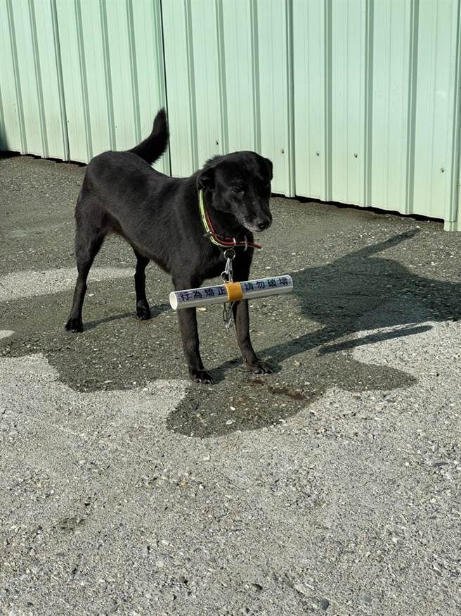 花县府农业处2月将与民间动保组织合作启动诱捕绝育计画，以浪犬出没热点「七星潭风景区」为首要施行区域，并针对诱捕绝育后的犬只安装行为矫正器，缓解人犬衝突。（农业处提供／罗亦晽花莲传真）