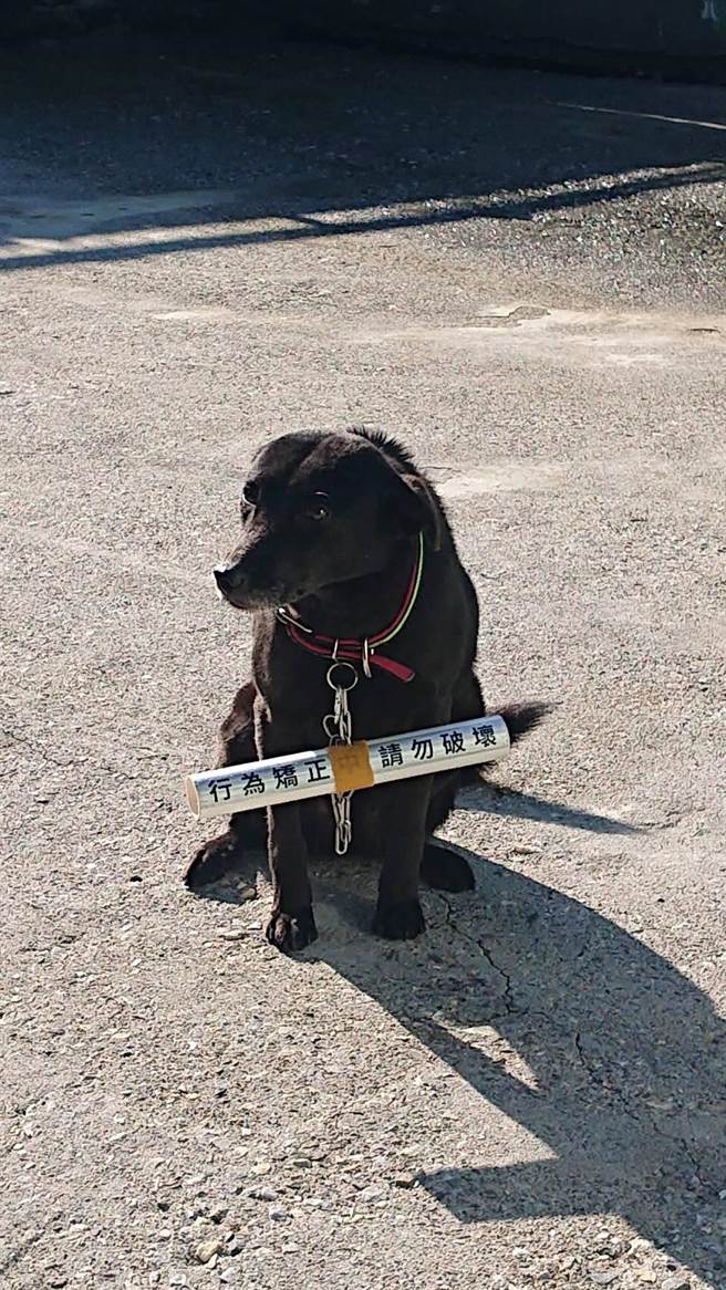 针对人犬衝突，县府农业处研议将针对七星潭诱捕绝育后的犬只，安装具反光功能的PVC轻量化材质的行为矫正器，除矫正犬只追车追人的习性，更能保护犬只安全。（农业处提供／罗亦晽花莲传真）