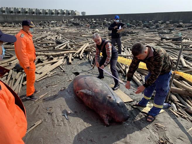 云林县发现今年首宗小抹香鲸命丧沙滩事件，死因待确认。（海巡署提供／张朝欣云林传真）
