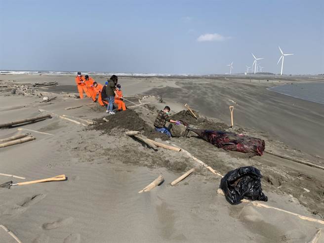 云林县发现今年首宗小抹香鲸命丧沙滩事件，死因待确认。（海巡署提供／张朝欣云林传真）