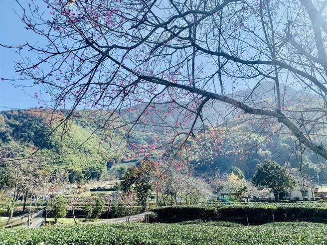 全国最早开花的信义乡草坪头樱花，已有几棵迎风初绽。（廖志晃摄）