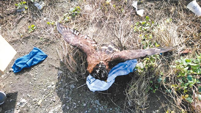 云林县麦寮乡浊水溪口风力发电机旁发现骨折大冠鹫，抢救后仍不治。（麦仔簝文化协会提供／张朝欣云林传真）