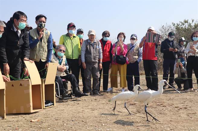 台南市政府19日偕同相关单位，在安南区野放3只感染肉毒杆菌毒素后康復的黑面琵鹭。（李宜杰摄）