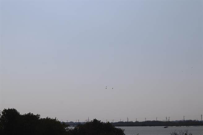 3只黑面琵鹭在远方成群飞行，画面令人动容。（李宜杰摄）