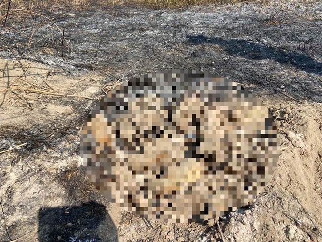 屏东崁顶乡港东二号桥桥下一处农田，19日上午有民眾发现遭大面积焚烧过，其中有9只幼犬被活活烧死，让人不忍。（翻摄画面／潘建志屏东传真）