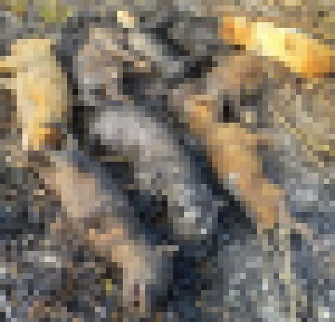 屏东崁顶乡港东二号桥桥下一处农田，19日上午有民眾发现遭大面积焚烧过，其中有9只幼犬被活活烧死，让人不忍。（翻摄画面／潘建志屏东传真）