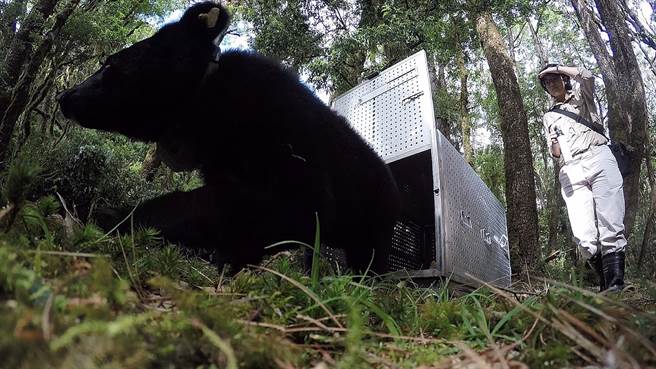 日前广原黑熊Mulas野放后，牠已经回到森林将近8个月了，台东林区管理处持续透过牠所配戴的发报颈圈接收到卫星定位资讯，知道牠自由自在地享受山林生活。图为2020年5月野放照片。（台东林管处提供／蔡旻妤台东传真）