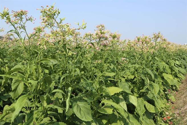 嘉义县中埔乡菸叶田野正逢菸花盛开，花期可以维持到三月。（张毓翎摄）