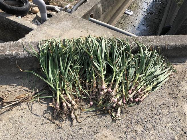 这名「贼仔祖公」日前到田里偷拔农民辛苦种出来的青蒜，遭警方查获送办。（读者提供／张毓翎嘉义传真）