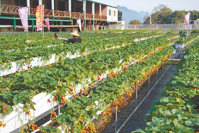 苗栗县大湖有「草莓王国」美名，栽培出的草莓硕大饱满、品质优良，开放採果体验广受亲子欢迎。（何冠娴摄）