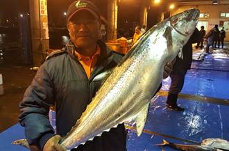 澎湖市場現稀有白腹魚 每公斤8888元天價標出
