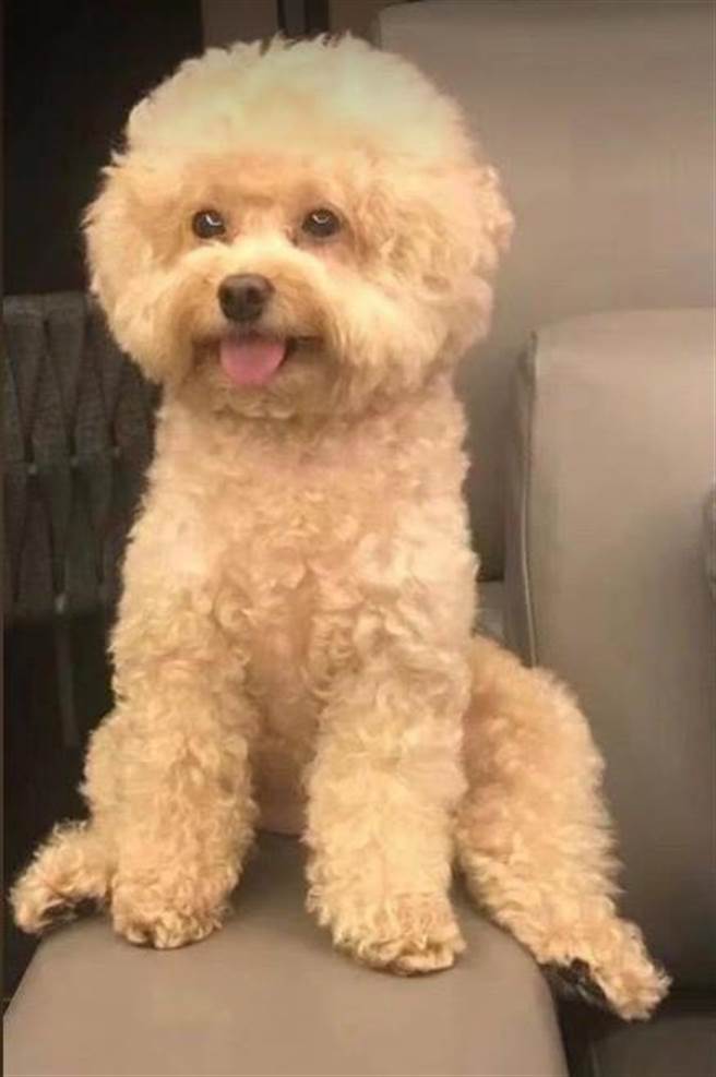 饲主罗小姐在脸书悬赏5万元寻找爱犬「小公主」。（翻摄自脸书《我是板桥人》）